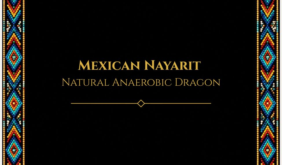 Mexican Nayarit Natural Anaerobic Dragon
